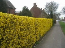 Weeping Forsythia {Forsythia suspensa}20+ seeds Free Shipping!