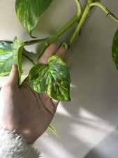Golden Pothos Rooted Cuttings, Showing Signs Of Damage, Cheap Revival Project!