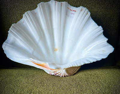 Giant Clam Half Shell Tridacna Hippopus