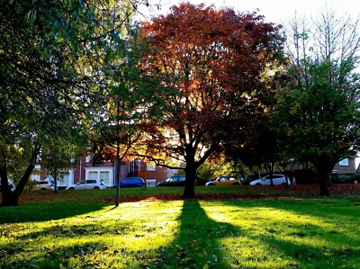 Foto 6x4 Nachmittagssonne strömt durch einen Ahornbaum Ross-on-Wye Withou c2015