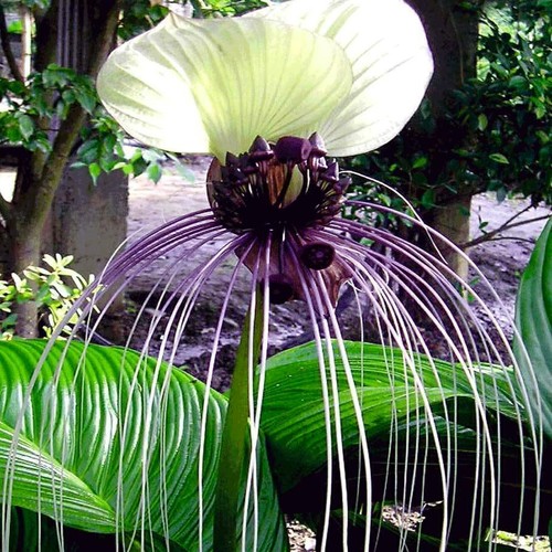 10 White Bat Orchid Flower Seeds (Tacca Integrifolia) Exotic Tropical Houseplant - Picture 4 of 12