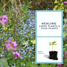 Herb Plants Healing Medicinal Herbs Seedlings, Plants |Varieties | Grow
