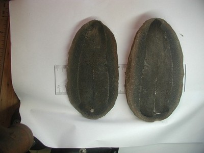 Mazon Creek fossil - Possible Neuropteris, both halves, 5''