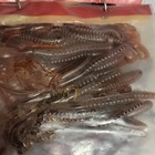 Berkley & Chompers Mixed Lot Soft Plastic Freshwater Baits/Worms & Grubs — photo 5