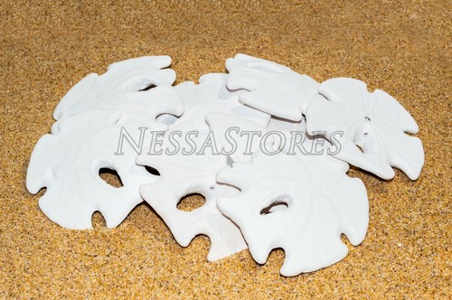 White Real Arrowhead Sand Dollar Sea Shell Craft Weddings 3"- 4" (8 pcs) #JC-059 - Afbeelding 1 van 4