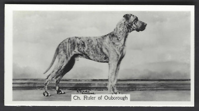 SINCLAIR (J) - CHAMPION DOGS, 1ST - #26 GREAT DANE