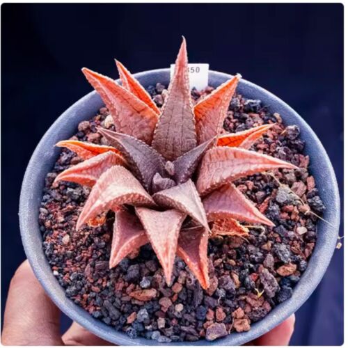 6-7 cm Piante Succulente Haworthia tessellata x koelmaniorum Piante bellissime - Foto 4 di 8