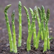 Mary Washington Asparagus Seeds, NON-GMO, ORGANIC, HEIRLOOM - Free Shipping!