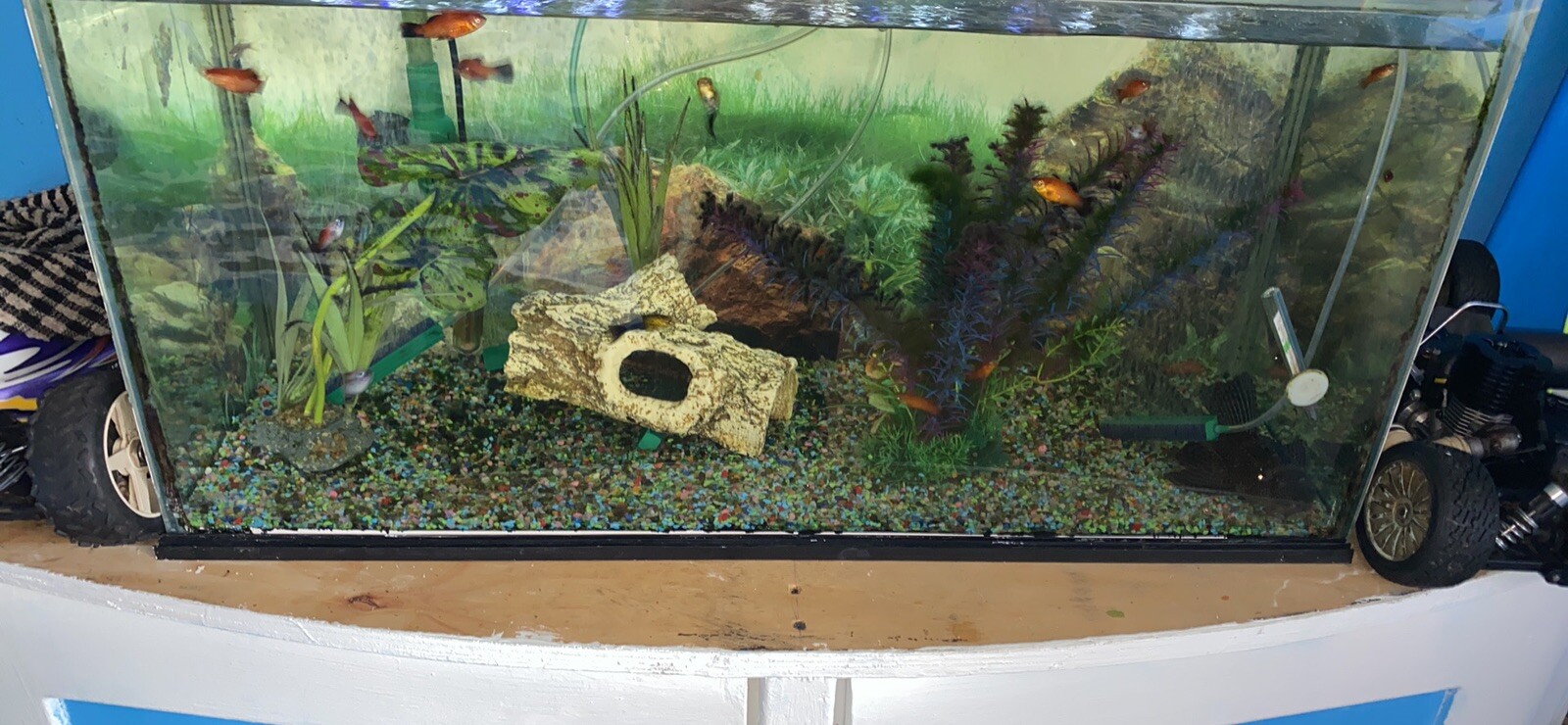 Complete Tropical Fish Tank eBay
