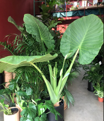 LIVE PLANT 3ft tall - Borneo Giant Elephant Ear - Alocasia macrorrhiza