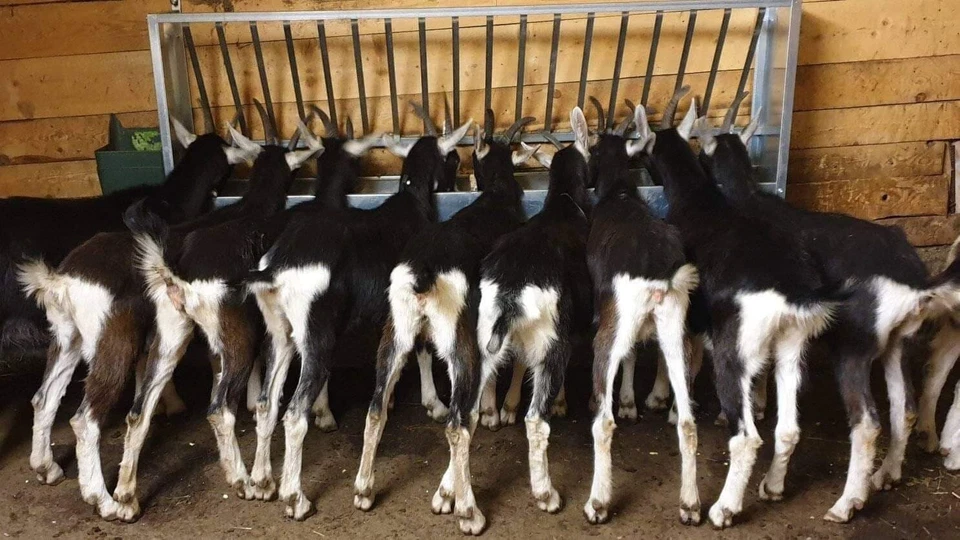 Mangiatoia da muro per pecore e capre mod. Scal.ferro MZm-190 - Immagine 3 di 4