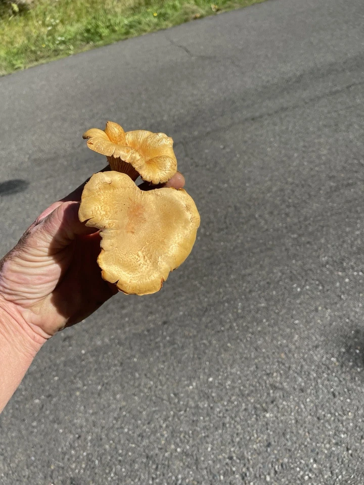 Setas rebozuela secas - 16 oz - Calidad AA Foto 4 de 4