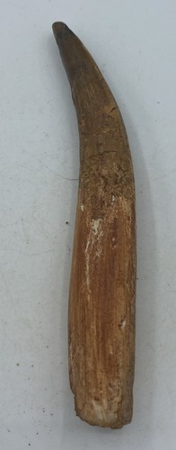 Dientes Spinosaurus Dinosaurio F0SSIL Antes del T Rex Cretácico K546 - Imagen 4 de 4