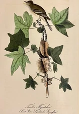 Audubon Traill's Flycatcher Plate 65 Birds Of America 1st Ed Royal Octavo