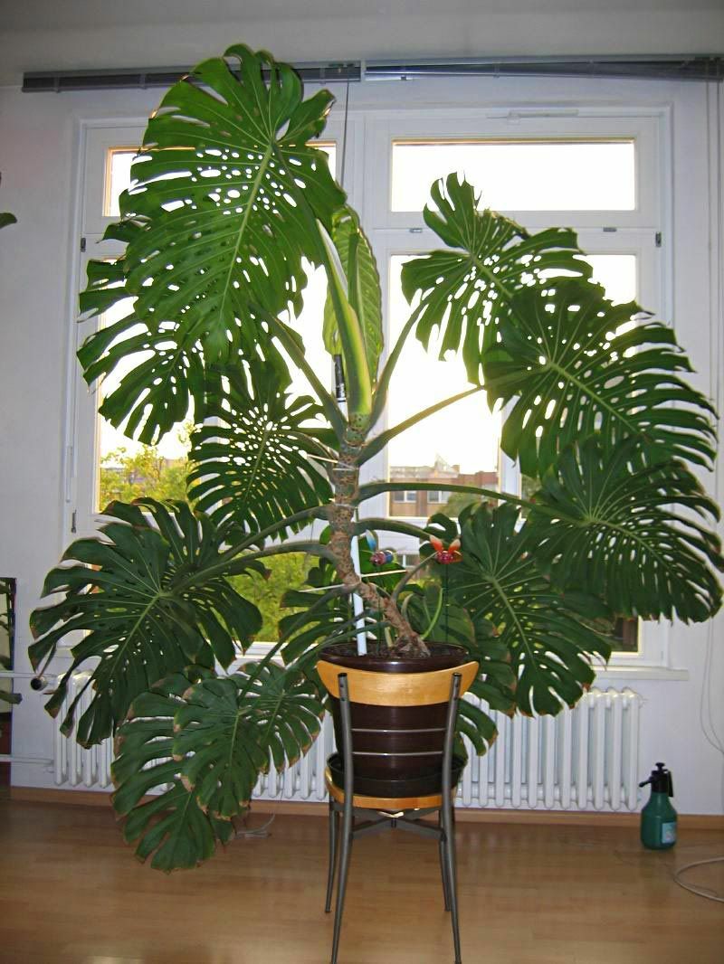 monstera moss Moss Poles for Plants 4-Pack 28 Inch | Coir Climbing Support for Monstera Indoor Houseplants main image 1