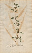 Tribulus terrestris Burzeldorn Naturselbstdruck nature printing Kniphof 1757