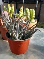 Aloe Blue Elf Ships bare root. 3 Heads, blooms orange! Nice Size! #4