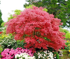 Acer Palmatum Shirazz Japanese Variegated Leaf Maple - Hardy Tree 3Lt Pot Large