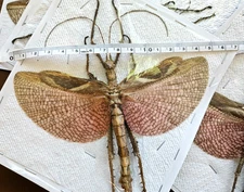 Heteropteryx dilatata -Spread Male Jungle Nymph ( Red-Winged Phasmid Stick )