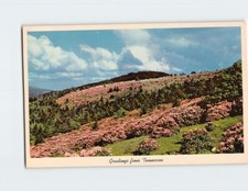 Postcard Field Of Rhododendron In Full Bloom Greetings from Tennessee USA