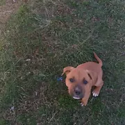 Is It Legal To Own A Dingo In Australia