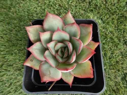 Echeveria Moon Gad Varnish 6cm diameter Succulent 🏵️limited one buy Only - Picture 3 of 3
