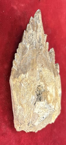 4 1/2” Basilosaurus Tooth 40-34 Mil Yrs Old Late Eocene - Picture 3 of 12