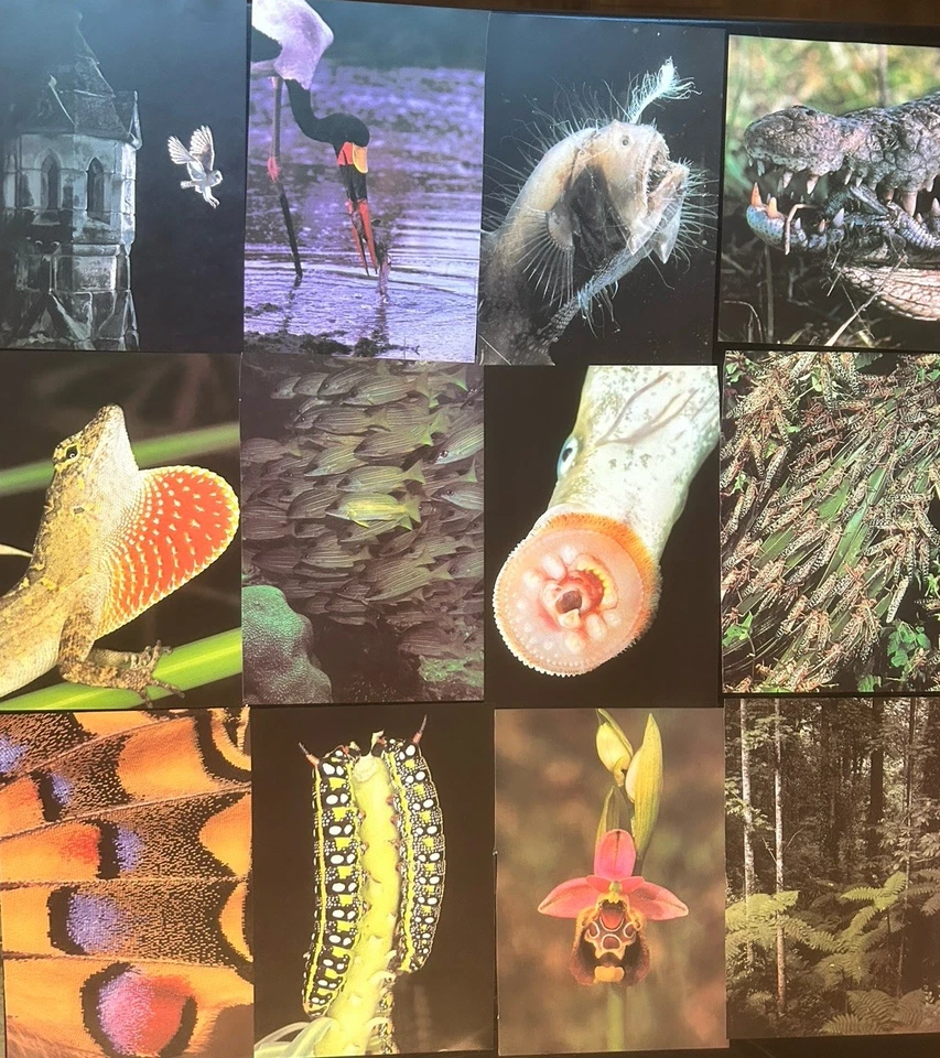 Collaging Magazines Pages Bundle of 29 for Collage Art Craft - Nature Themed Vtg - Imagem 4 de 4