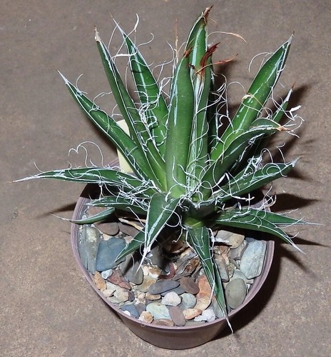 Agave schidigera ssp. filifera  - Nice rooted 110mm -  (Not for W.A., N.T. Tas)