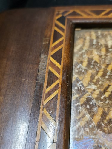 Antique Brazilian Wood and Glass Tea Tray with Inlaid Real Butterfly Wings! - Picture 15 of 17