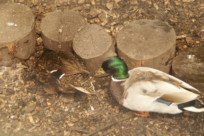 Foto A3 Ansicht eines Paares Rouen Enten im Crystal Palace Park Farm Penge c2015