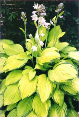 große Pflanze Goldblatt Funkie Hosta Gold Standard goldgelbe Blättern 18 cm Topf