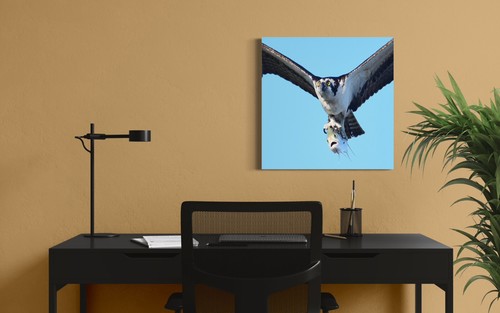 20 x 20 metal print of an osprey with its terrified fish - Picture 2 of 2