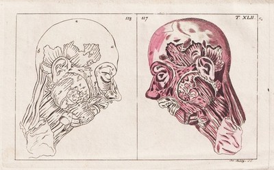 Kopf head Gewebe skull Medizin medicine Kupferstich engraving Wilhelm 1800