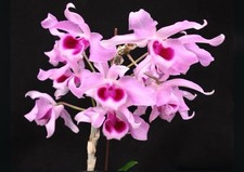 Dendrobium Niefert  s Quest X Yama  s Delight Purple Pink Fragrant Orchid 4  Pot