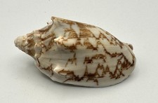 58mm Cymbiola vespertilio Volute Seashell Sharp Horns Excellent Pattern