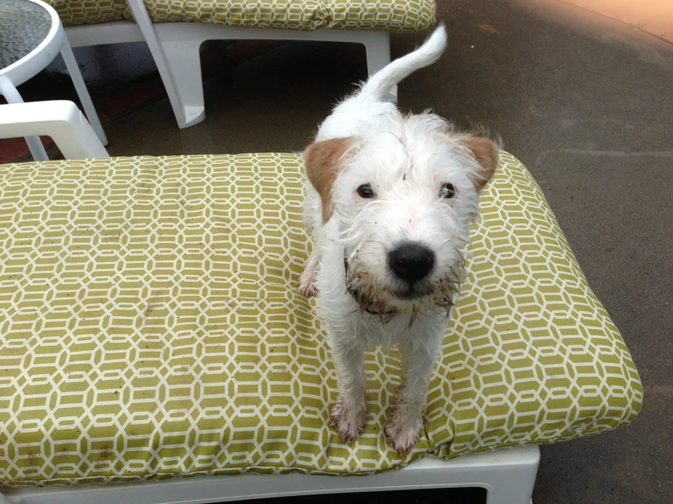 女孩蓝色牛仔裤 ROXY 棉迷你短裙休闲夏季 26X12 码 — 第 3/3 张图片