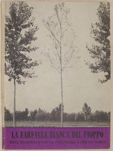 DER WEISSE SCHMETTERLING DER PAPPEL STILPNOTIA SALICIS 1959 LANDWIRTSCHAFT LANDWIRTSCHAFT LANDWIRTSCHAFT