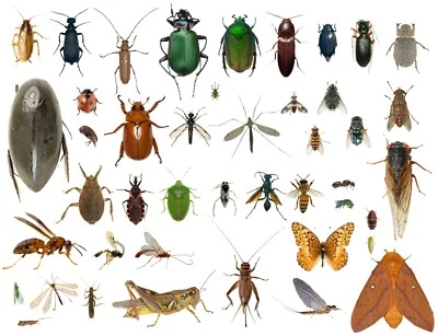 35+ Dead Bugs Entomology Class Insect Bug Collection IDENTIFIED! USA In Alcohol - Image 1 of 4