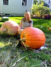 BIG MAX PUMPKIN SEEDS NON GMO Organic Garden Fruit Squash Vine Plant 1-200 LBS