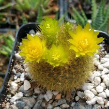 Notocactus graessneri flaviflorus cactus Cacti Succulent real live plant