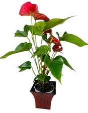 Anthurium Floweri Plant Live Red Indoor Houseplant  Decorative Deluxe Red Vase