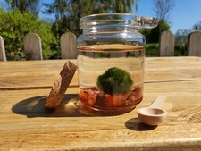 Moss Ball Pet & CARNELIAN