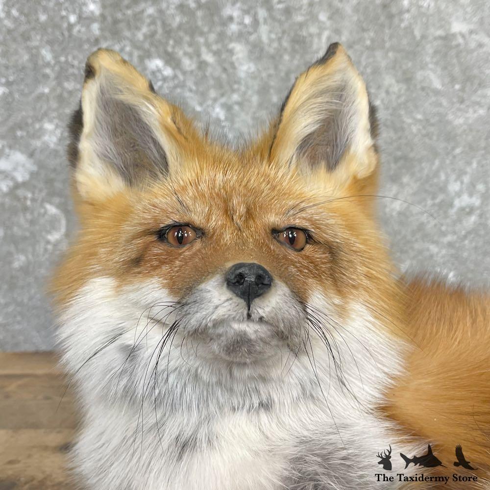 26433 P Red Fox Life-Size Taxidermy Mount For Sale