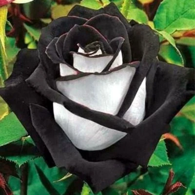 20 graines de Rosier rose NOIR & BLANC - 20x BLACK & WHITE Rose rosebush seeds