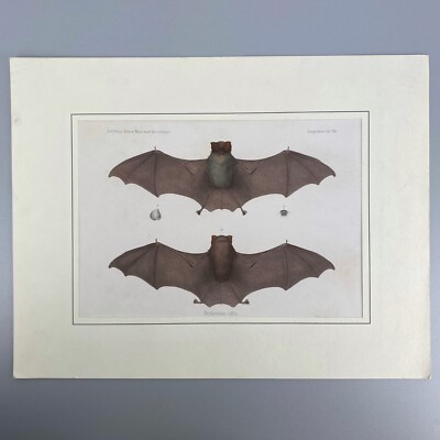 Lithografie ''Phyllorrhina caffra'', Dr. W. Peters Zoologie, um 1880, Fledermaus