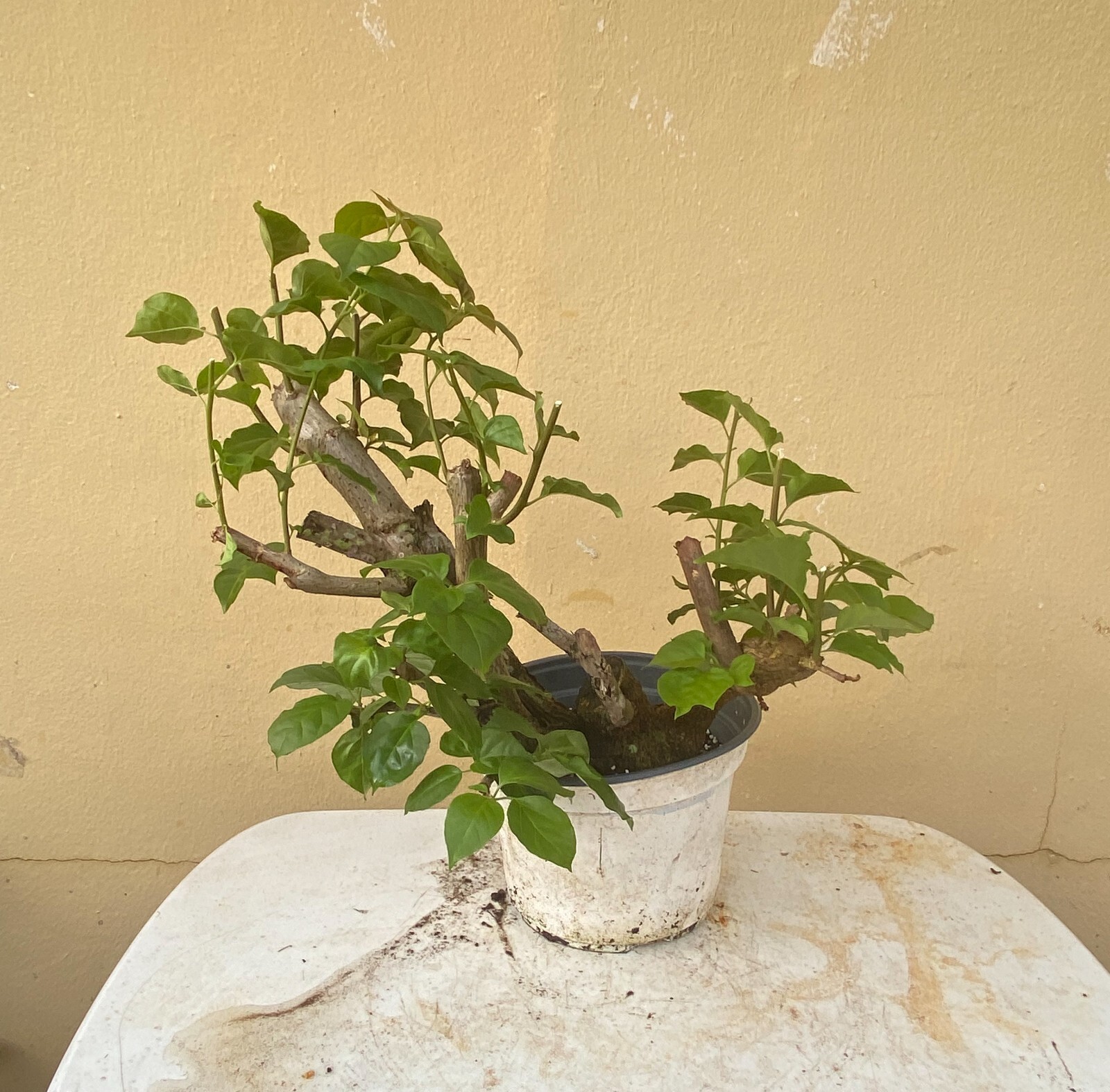 Bougainvillea (Buganvilla) (Trinitaria) PreBonsai Flowering Plant