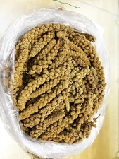Spray Millet 5 lb for Parrots birds Nutrient packed plump & fresh spray NO STEMS