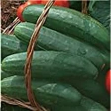 Bush Crop Cucumbers Seeds (((25 Seed Packet))) (More Heirloom, Organic, Non GMO,