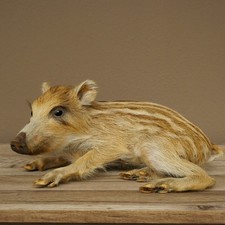 Frischling Ganzpräparat Höhe 16 cm liegend Schwein Wildschwein Präparat 34.2.36